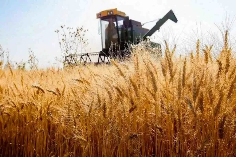 خرید حیرت‌انگیز 3.55 میلیون تن گندم فراتر از نیاز، از دل مزارع کشاورزان!