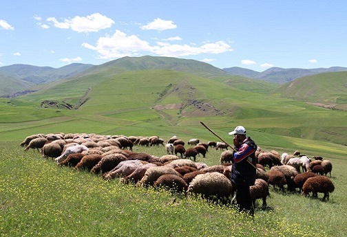 چوپان‌های افغان در ایران، حالا با دلار حقوق می‌گیرند!