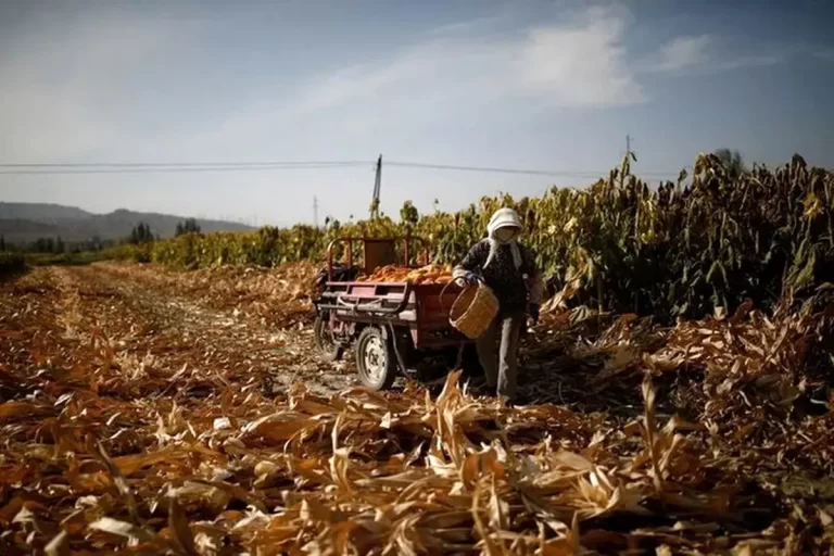 چین چتر حمایتی خود را بر فراز کشاورزان گستراند