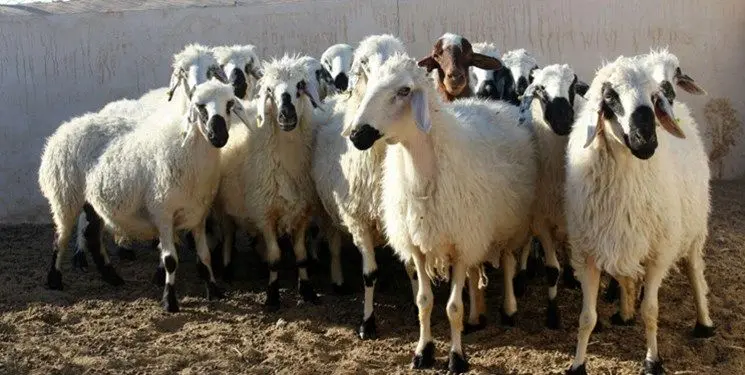اطلاع از آخرین قیمت گوسفند زیبا در مورخ ۸ تیر ۱۴۰۳: دریافت گزیده‌ای از نرخ‌های روز!