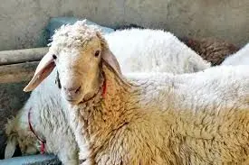 فاش شد: قیمت‌های ویژه و جذاب گوسفند زنده برای عید قربان!