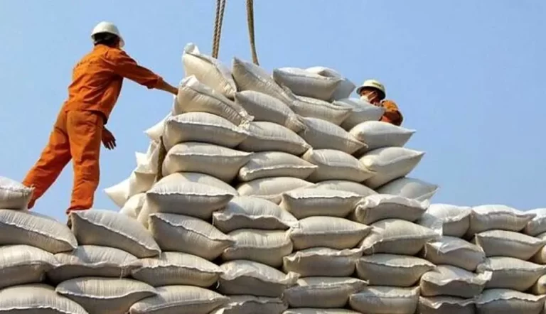مهلت نفس‌گیر واردات برنج: آخرین فرصت برای ورود 300 هزار تن پیش از زمان ممنوعیت!