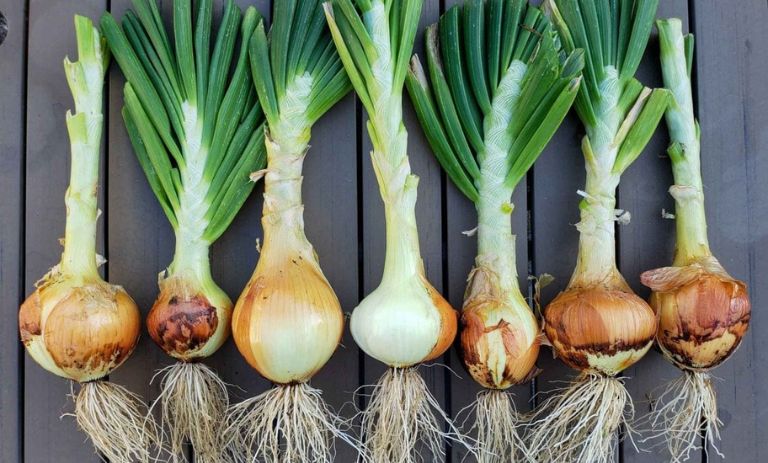 کشت پیاز در خانه با استفاده از بقایای ته پیاز: راهکاری هوشمند برای کاهش هزینه‌ها!