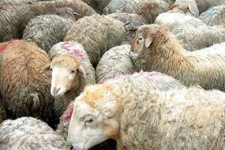 اطلاعیه داغ بازار: لیست تازه قیمت‌های گوسفند زنده در شمارش معکوس به عید قربان؛ بررسی تغییرات امروز، 27 خرداد 1403!