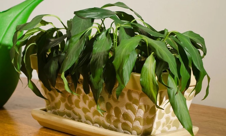 راز افتادگی برگ‌های گیاهان خانگی: چرا سبزینگی داخل خانه شما ذبول می‌کند؟