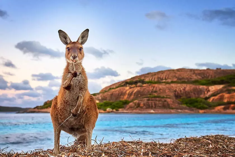 ویزای کاری استرالیا مناسب چه افرادی است؟