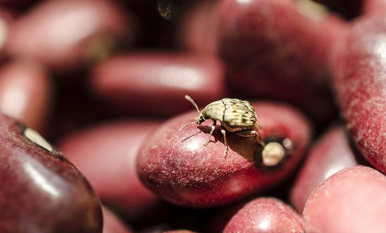 راهکارهای طلایی: چگونه با 5 تکنیک هوشمندانه از شر حشرات موذی لوبیا خلاص شویم!