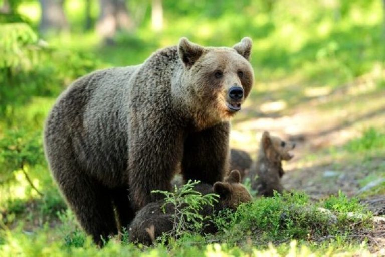 شگفت‌انگیز: برخورد نزدیک با خرس قهوه‌ای در زیست‌بوم باستانی جنگل‌های هیرکانی!