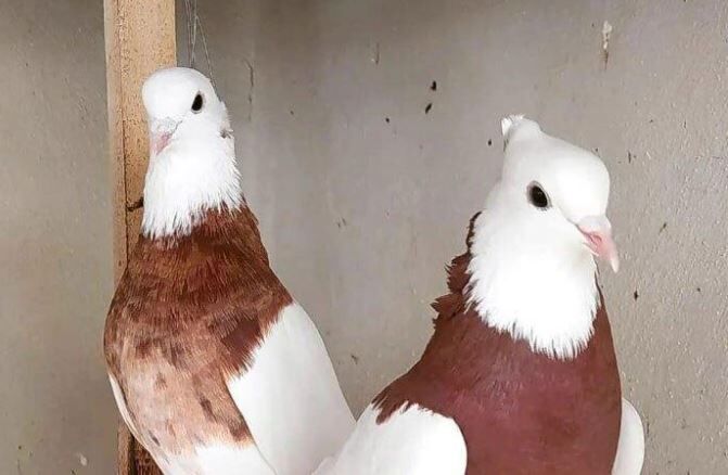 طوقی محبوب ایران: نبرد سلطنت بین کبوتران تهران، همدان و کاشان!