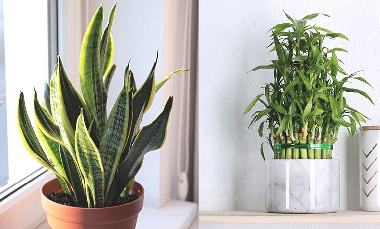 15 گیاه داخلی شگفت‌انگیز که خانه‌ی شما را تبدیل به بهشتی طبیعی می‌کنند!