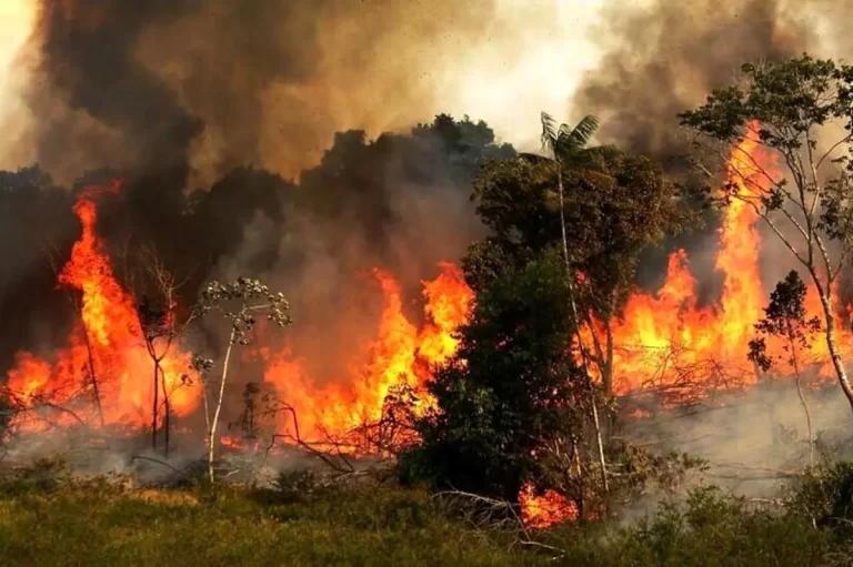 وقوع 200 فقره آتش سوزی در جنگل‌های لرستان در فصل گرما