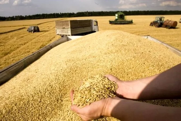 امسال خودکفایی در تولید گندم: نیازی به واردات محصولات خارجی نیست!