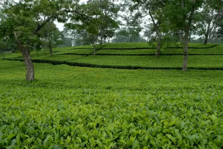 چای سبز با کیفیت بالا به قیمت ویژه 66 هزار تومان – گارانتی خریداریی قطعی