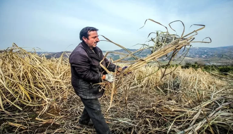 مانع شدن از ورود پنج همت خسارت زا به شرکت نیشکر هفت‌تپه