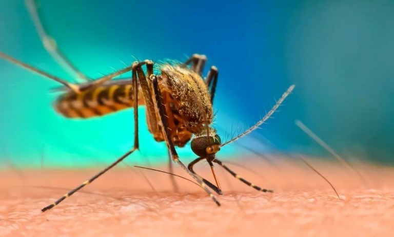 رنگ‌هایی که شما را به طعمه پشه‌ها تبدیل می‌کنند!