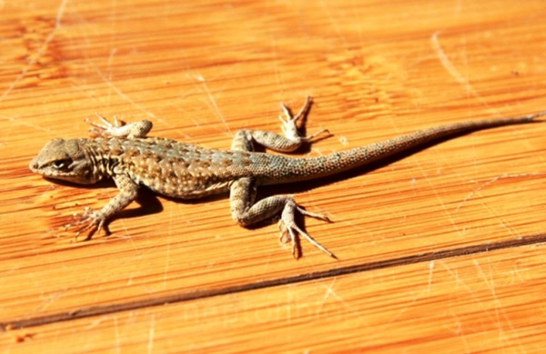 رازهای جالب خواب مارمولک و سرگرمی‌های پخته کردن و دیدن مارمولک در محیطی غیرمنتظره