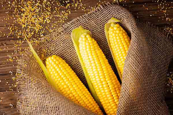 رمز حیرت انگیز خواب ذرت: از یوسف و امام صادق تا زن باردار و متاهل!