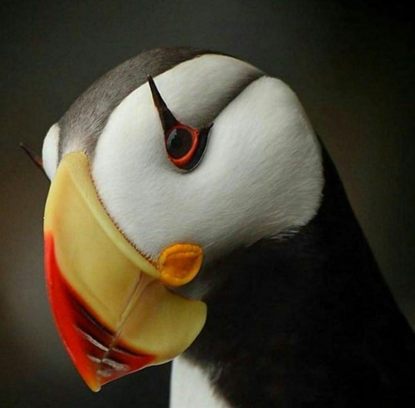 رمزگشایی از خواب طوطی، دلایل عجیب و غریب ارتباط امام صادق و یوسف و طوطی سبز برای دختر مجرد!