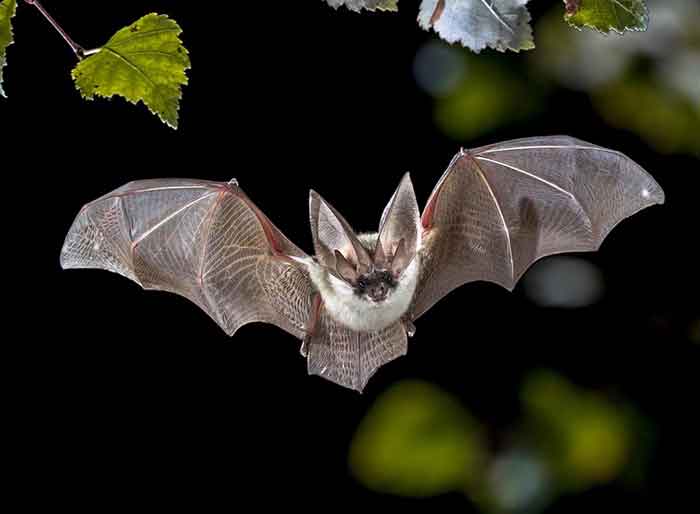 راز خفاش، دختر مجرد و تعبیر خواب از نگاه حضرت یوسف و امام صادق – پرنده ای که در شبانه تاریکی پرواز می کند