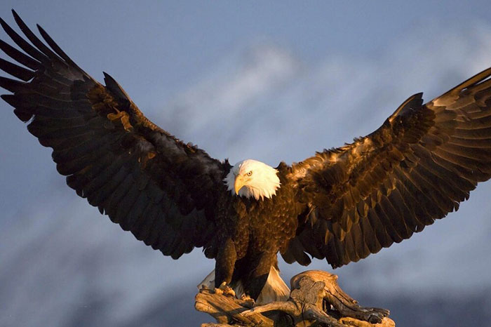 ملاقات در آسمان: خواب عقاب، یوسف، و امام صادق!