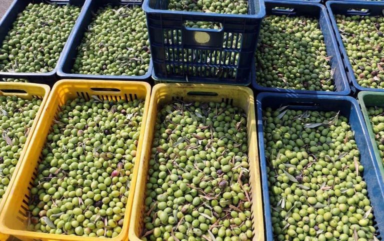 تولید آنچه زیتونی‌ها را به نام این شهر معروف کرده است: ۴۰ درصد زیتون کشور در اینجا تولید می‌شود!