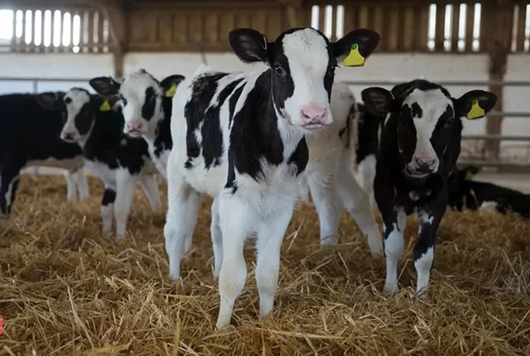 آیا می‌دانید چقدر قیمت گوساله زنده در ایران است؟ اطلاعات جدید امروز!