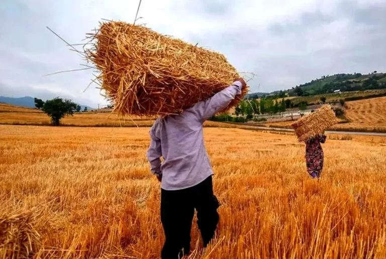 آخرین زمان برای پرداخت مطالبات گندمکاران اعلام شد! جزئیات بیشتر در اینجا