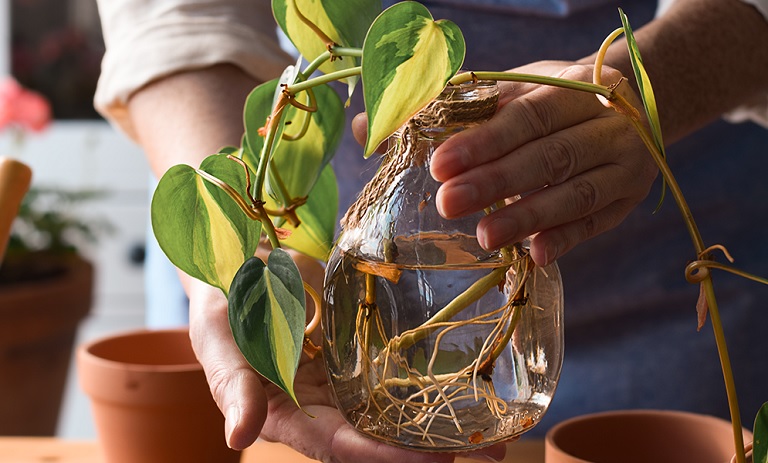 با صرف یک لیوان آب، 17 گل و گیاه بدون نیاز به خاک رشد می‌کنند!
