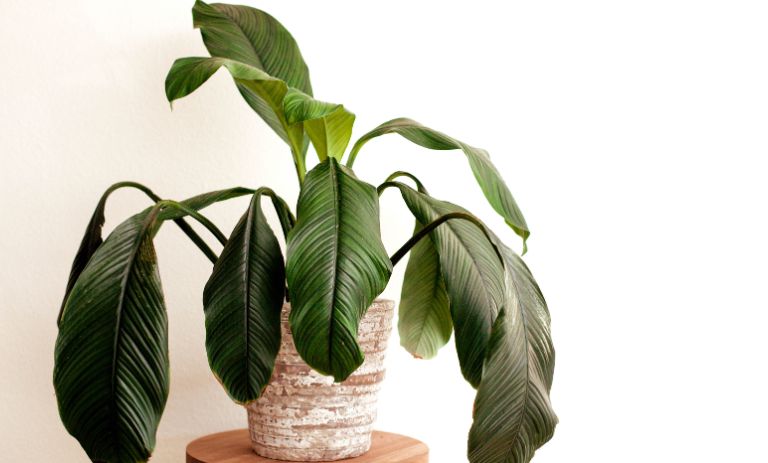 زندگی بخش کنید: چگونه با ترفندهای جالب، گیاهان خانگی پژمرده خود را به حالت اول بازگردانید و شادابی به آن‌ها ببخشید؟