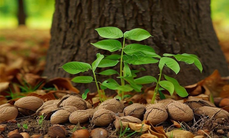 جذابیت باغبانی: روش فوق العاده برای کاشت گردو در گلدان