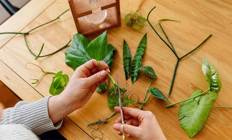 روش جالب برای کشتن تعداد زیادی گیاه در آپارتمان با استفاده از برگ؛ تکنیک جدیدی برای گیاه دوستان شهری