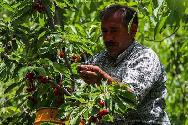 کشف رمز تعبیر خواب گیلاس چیدن از زبان امام صادق و شگفتی‌هایی که در پشت پرده انتخاب گیلاس برای زن متاهل قرار دارد!