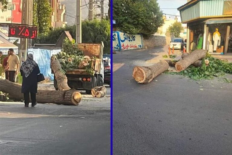 جذب درختان قدرتمند لواسان توسط کمیسیون اشجار!