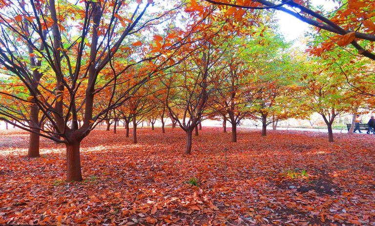 باغ گیاه شناسی تهران؛ تجربه‌ای از تنوع گیاهان جهان در یک باغ ایرانی