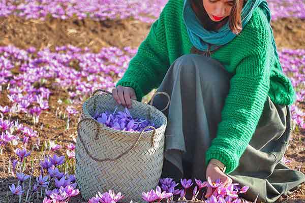 تعبیر خواب زعفران چیدن + برای زن متاهل و دختر مجرد از نظر روانشناسی