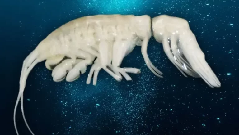 محققان گونه جدیدی از دوجورپایان را در گودال آتاکاما شناسایی کردند