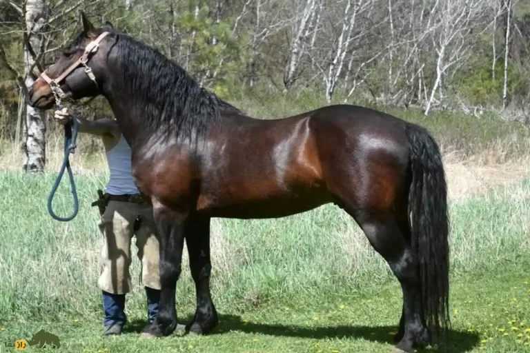 اسب نَسایی؛ زیباترین اسب تاریخ که هخامنشیان آن را پرورش دادند و ۱۰ سال قبل منقرض شد + عکس