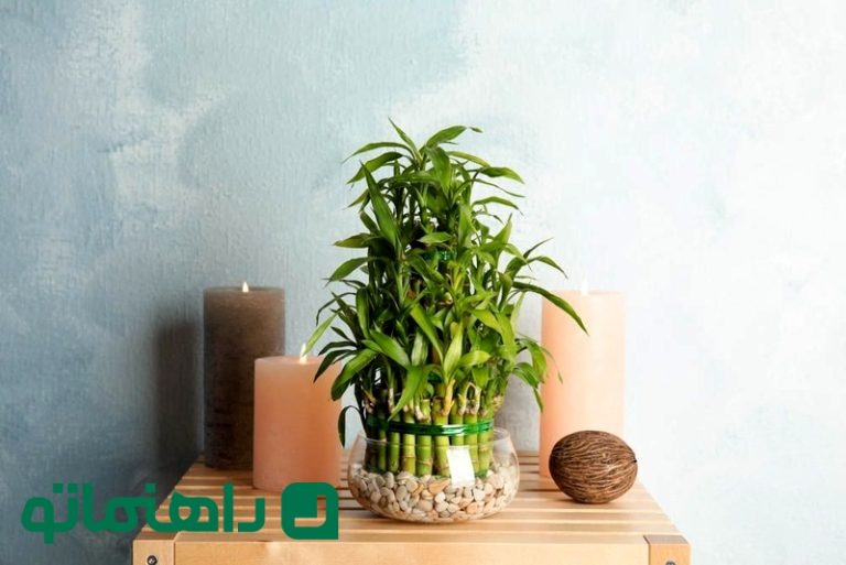 نحوه نگهداری بامبو در منزل ؛ گیاه آپارتمانی شانس شما