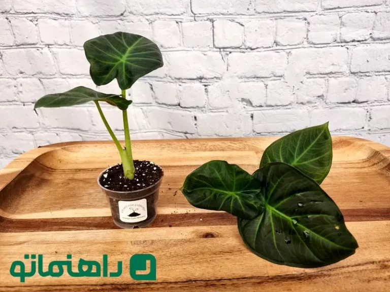 نحوه نگهداری گیاه بابا آدم ؛ گیاه آپارتمانی شبیه گوش فیل