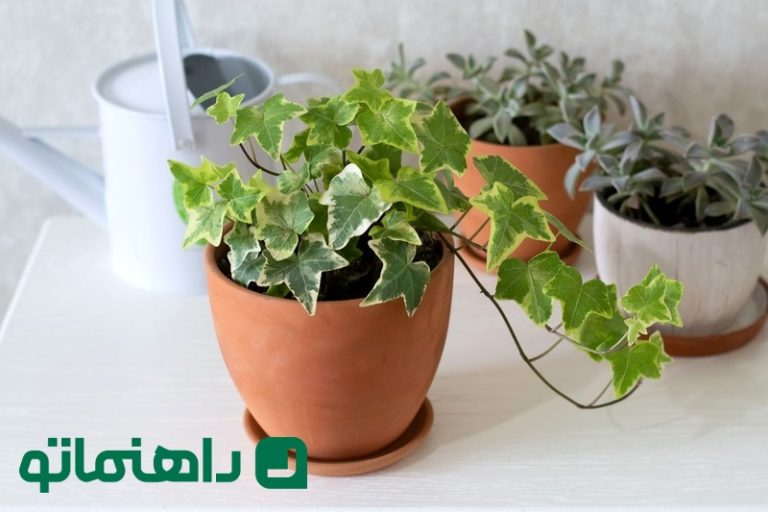 بادوام ترین گیاهان آپارتمانی ؛ دوستان سبز و همیشه همراه