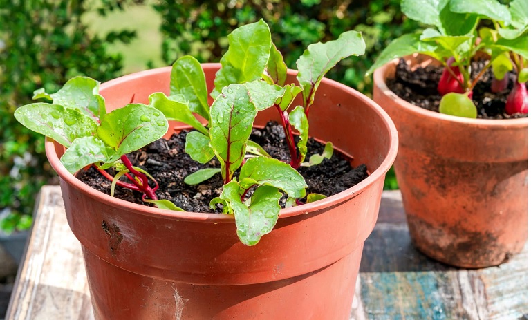 آموزش کاشت لبو (چغندر) در گلدان؛ مرحله به مرحله