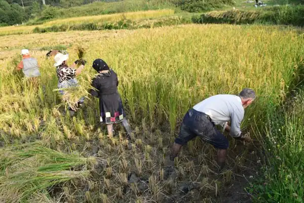 تعبیر خواب نشاکاری برنج برای زن متاهل و باردار و دختر مجرد از روانشناسی