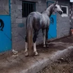 اسب چناران؛ اسب در حال انقراض ایرانی که نادر شاه برای فتح هند آن را به وجود آورد