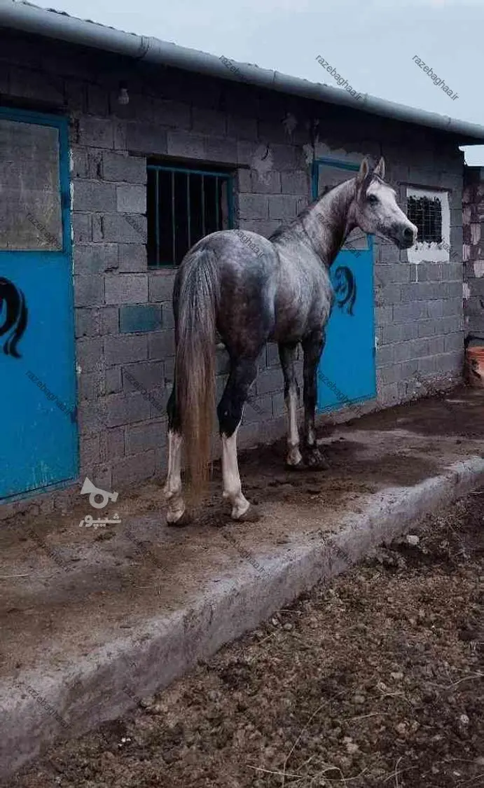 اسب چناران؛ اسب در حال انقراض ایرانی که نادر شاه برای فتح هند آن را به وجود آورد