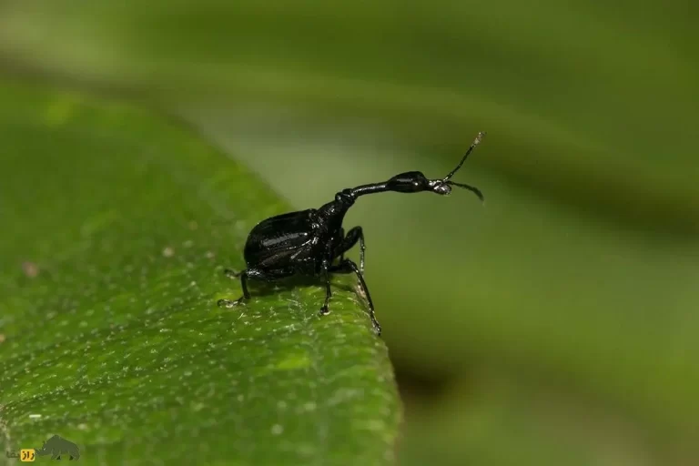 سوسک عجیبی که گردنی شبیه زرافه دارد + عکس