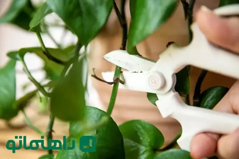 چطور پتوس پرپشتی داشته باشیم ؛ 9 روش آسان