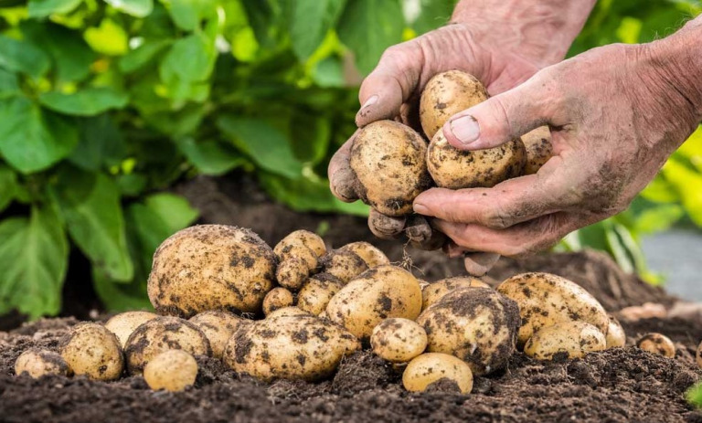 نحوه کاشت و برداشت سیب زمینی در خانه+ نکات و فوت‌و‌فن ها