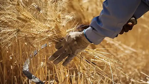 تعبیر خواب داس در دست داشتن برای زن متاهل و باردار و دختر مجرد از روانشناسی