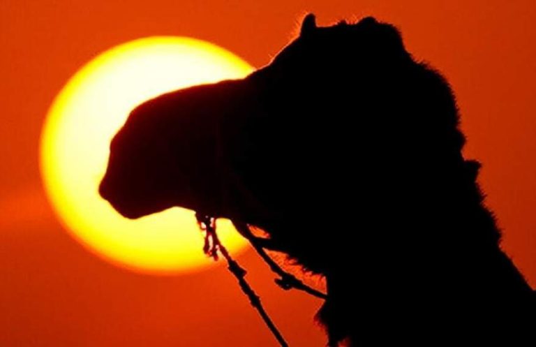 تصاویری دیدنی از شترها هنگام غروب آفتاب