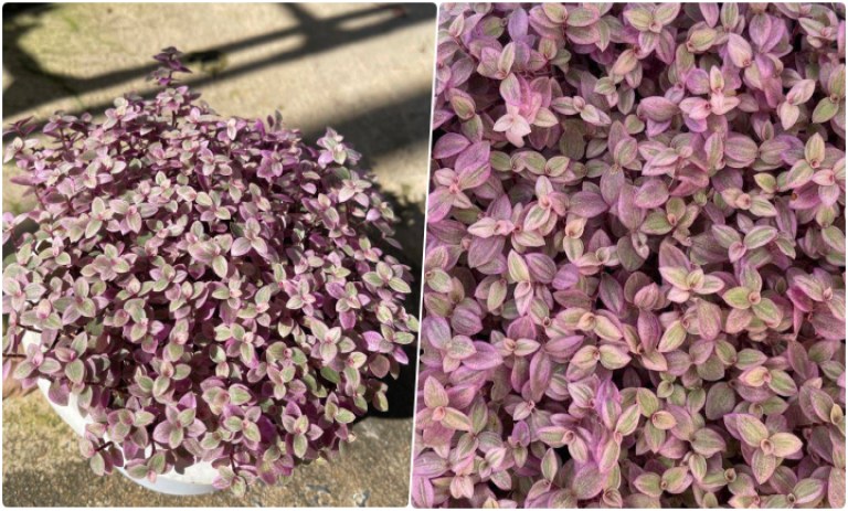 روش کاشت؛ پرورش و نگهداری گیاه کالیسیا